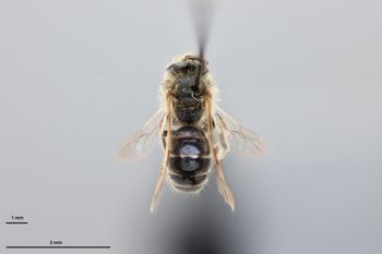 Media type: image;   Entomology 739452 Aspect: habitus dorsal view